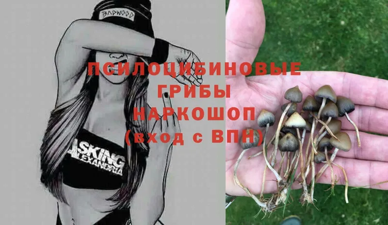 Галлюциногенные грибы Psilocybe  Белая Калитва 